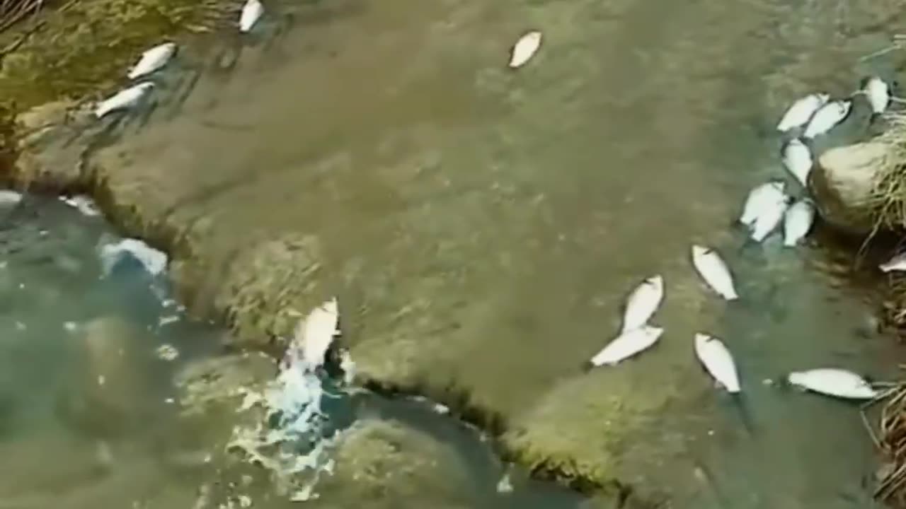 Writhing Fish