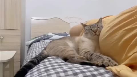 Even cats know they're babies!