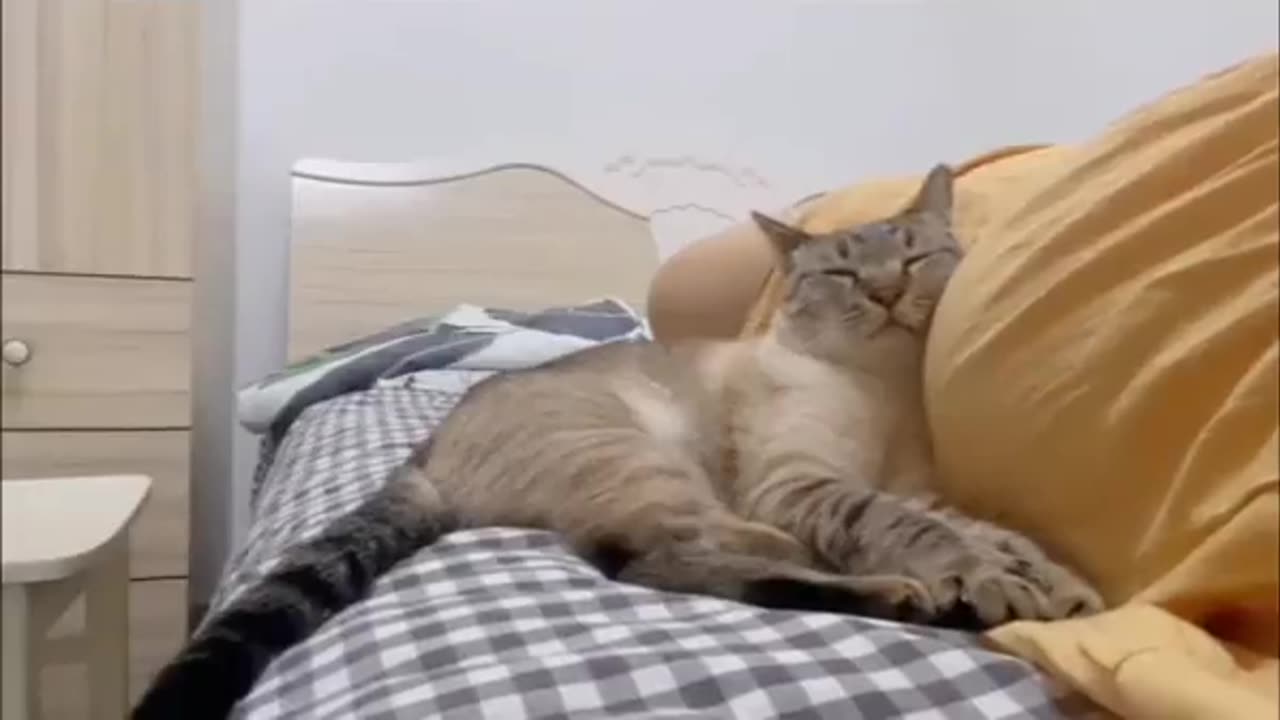 Even cats know they're babies!