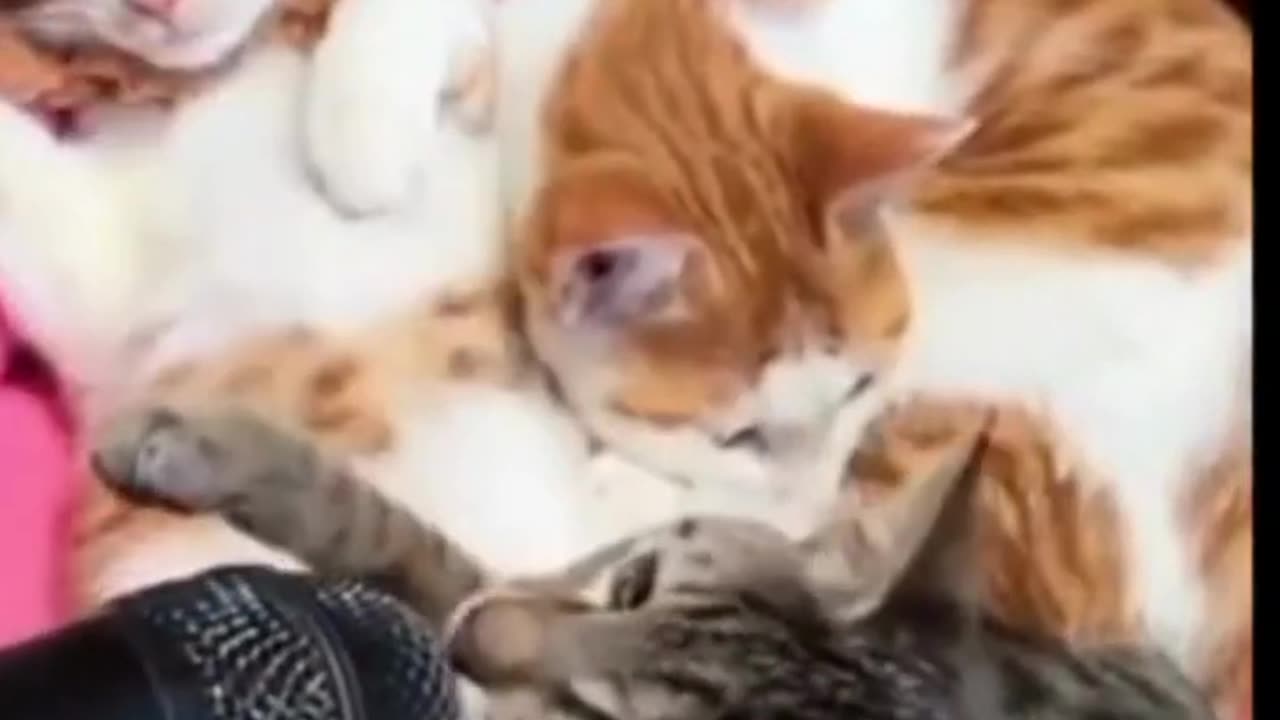 funny video