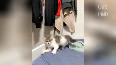 OMG So Cute Cats ♥ Best Funny Cat Videos - chp 4 ###