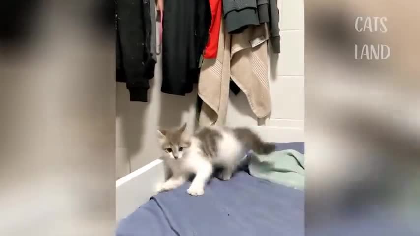 OMG So Cute Cats ♥ Best Funny Cat Videos - chp 4 ###