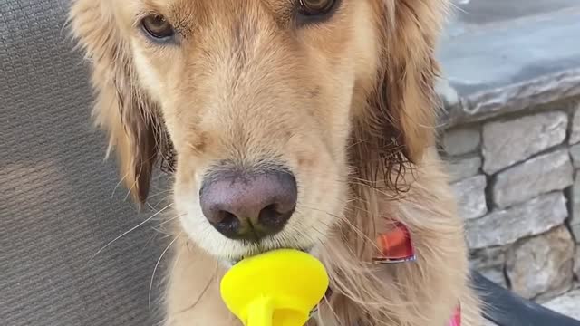 Dog Holds Pacifier in Their Mouth While Owner Talks to Them