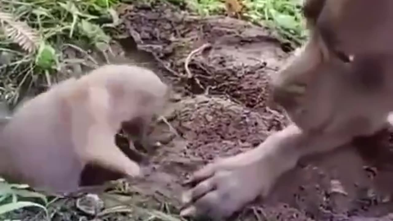 The little fellow is saying to the doggy let me dig man 😂