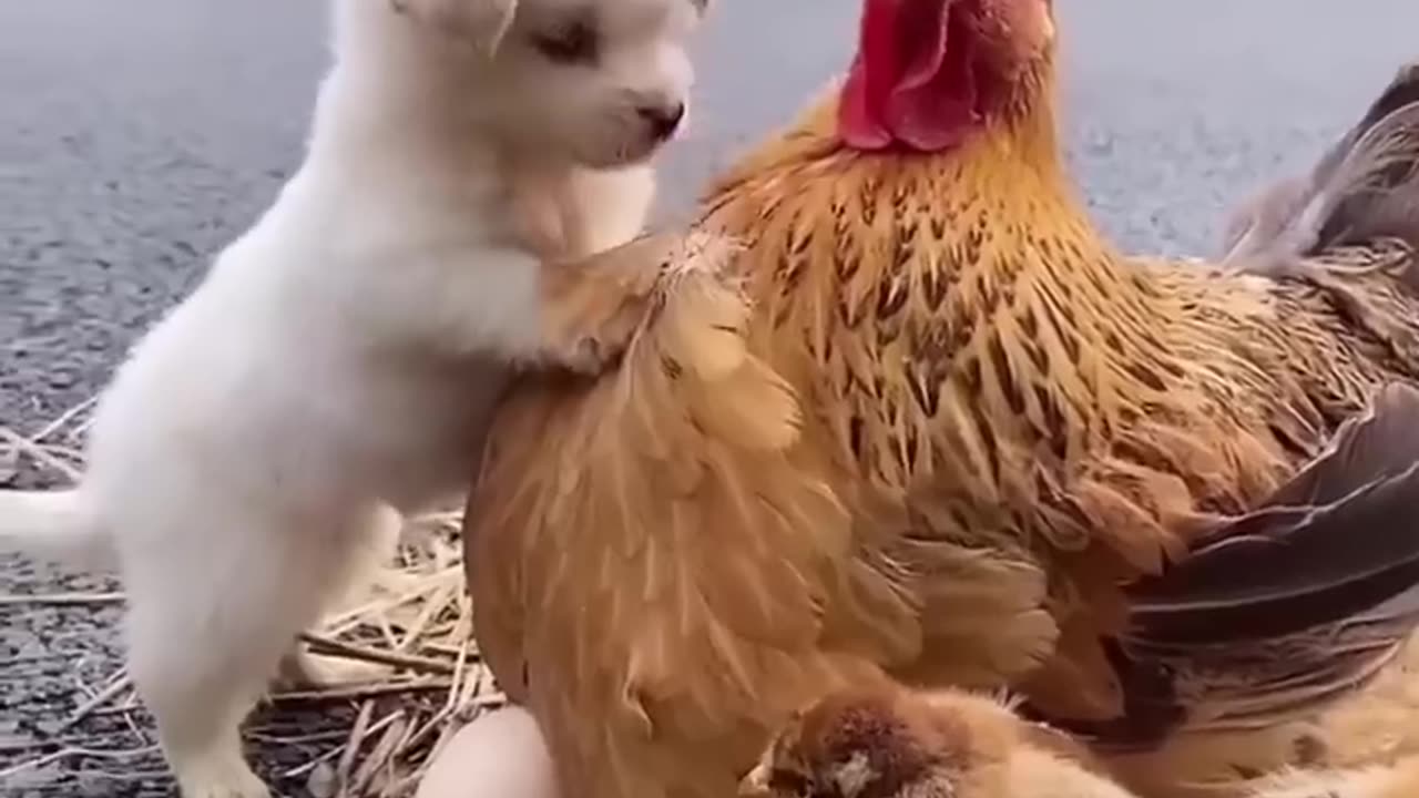 friendship puppy and chicken A beautiful moment