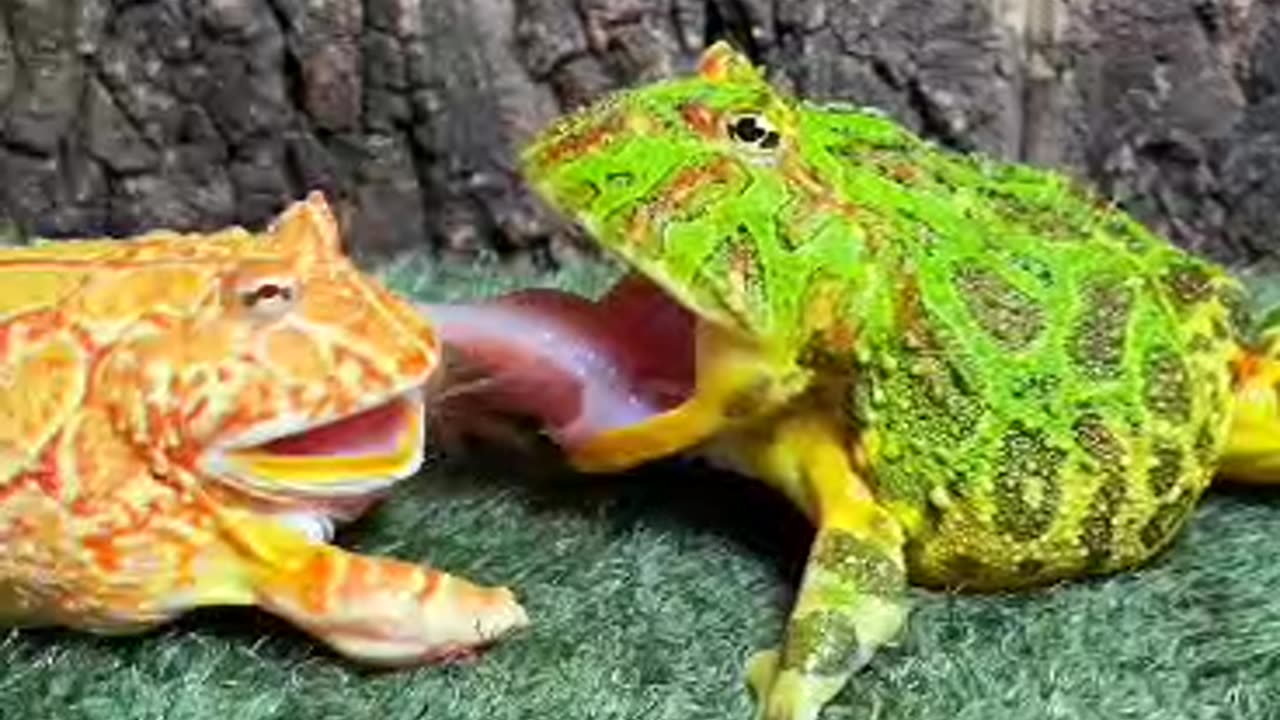 Funny animals with two Tomato 🐸😂😂