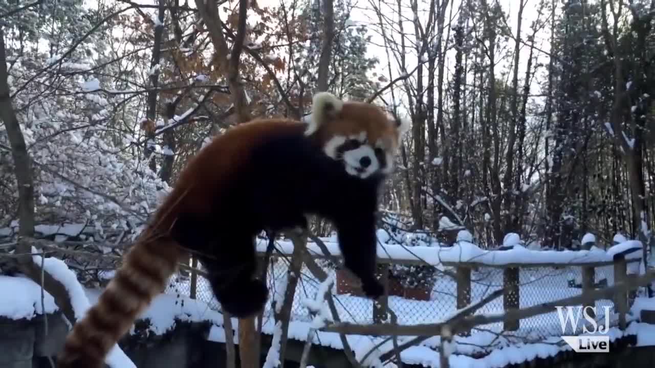 Red Pandas Play in the Snow