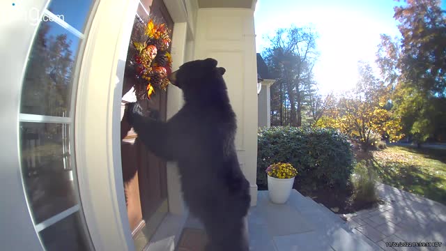 Hungry Bear Disappointed by Imitation Pumpkins