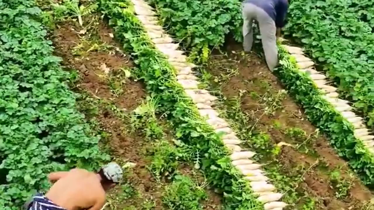Beautiful Harvest Scene ...