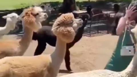 Funny animals