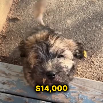 The 3 most expensive dogs