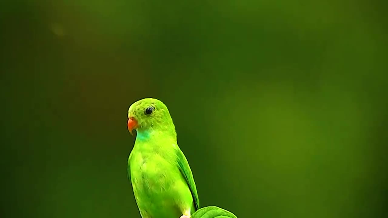 Beauty of wildlife ####$$$