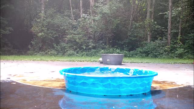 Adorable Baby Bear Has a Fun Time in our Pool