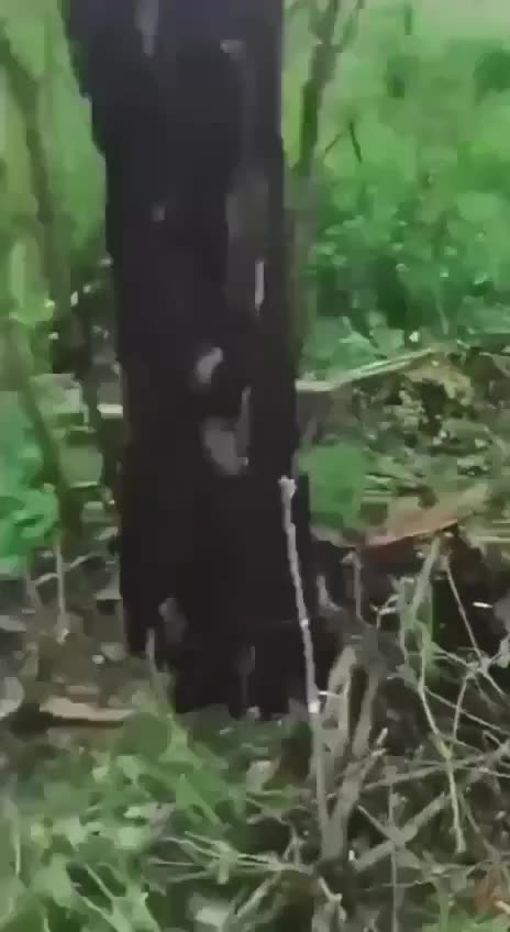 +18 Disturbing Video showing dead and wounded