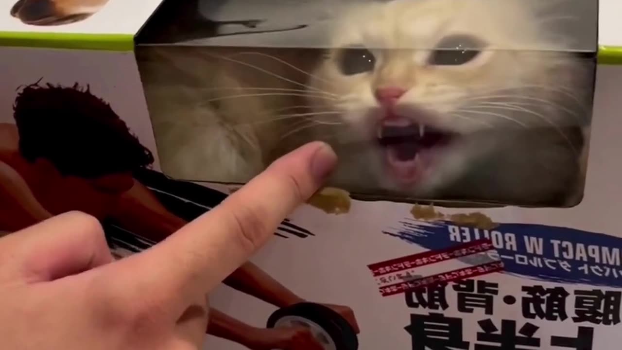 Funny & Cute Cats and Dogs 🥰🥰 #cats #dogs #reels #shorts #viral #pets #redfoxfolder