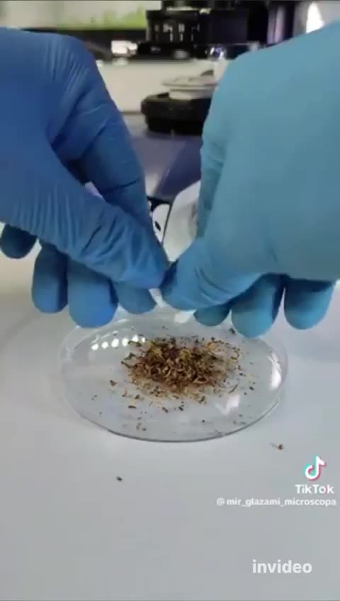 🤮 🔥🔥🔥 In the year 2023 , they will smoke bugs!!! . 😳😲🙄