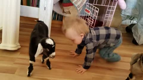 Baby and Baby Goats