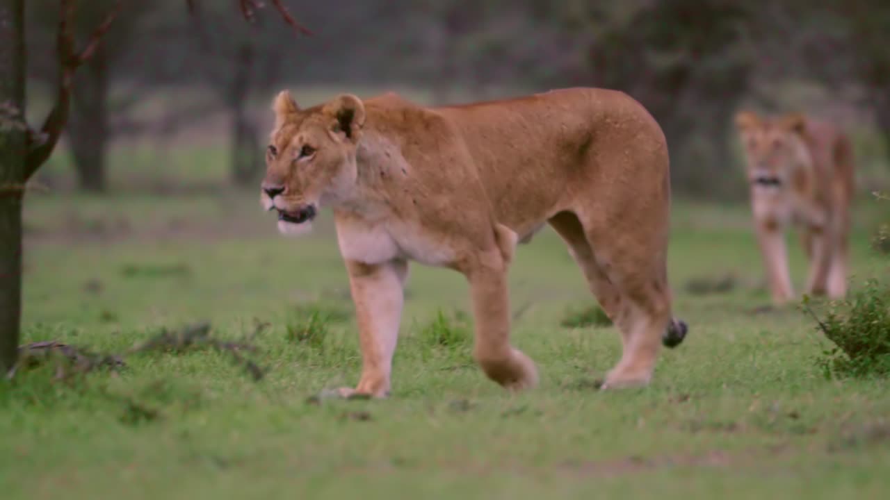 Lioness Walking