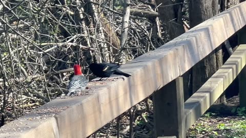 Blue Jay and a Red-Bellied woodpecker