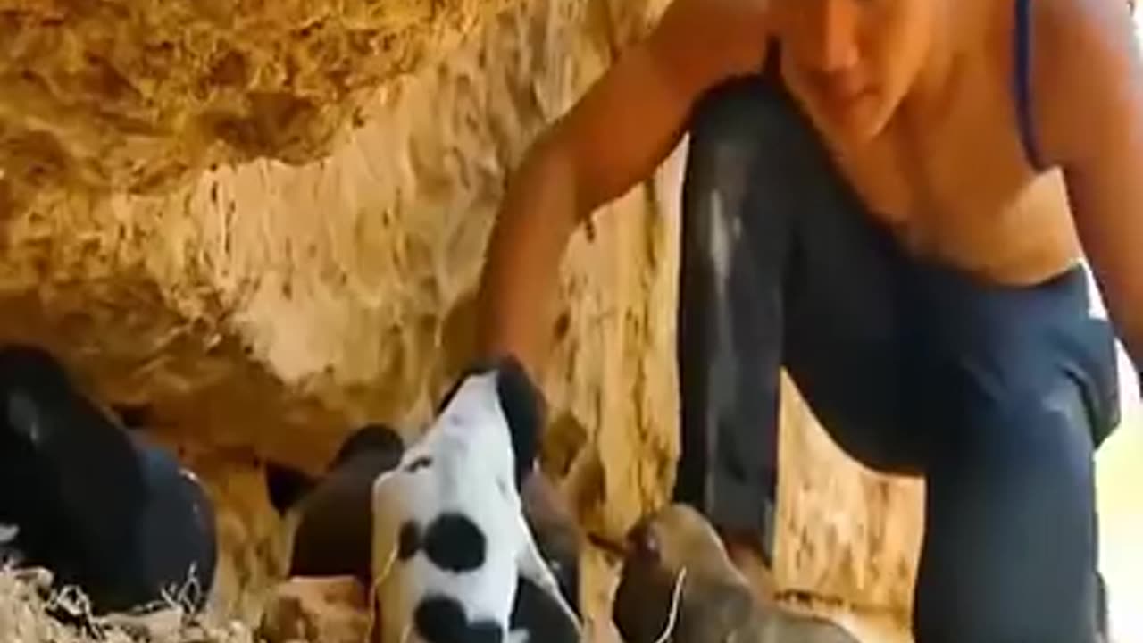 Guy helping puppy dogs from crocodile