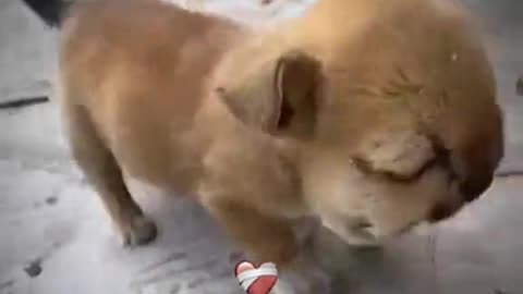 SAD DEATH OF DOG