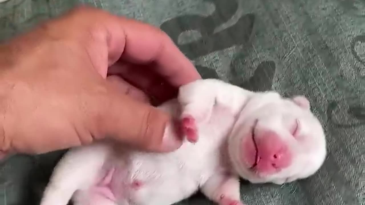 Puppy belly is the best ❤️