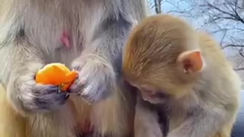 Let me teach you how to peel an orange