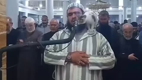 Al Jazeera | Cat Jumps on Imam During Ramadan Prayers