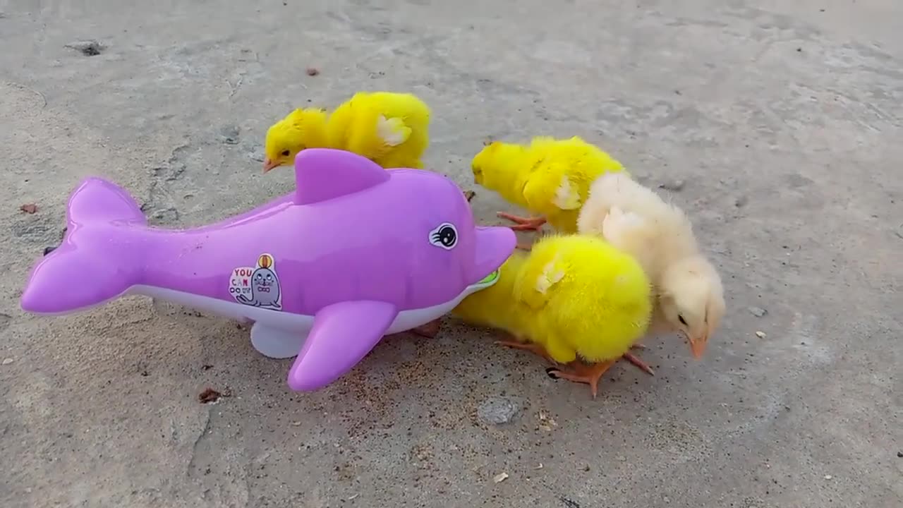 Color Chicks with Fish | Colorful Chicks | Chicks | Beautiful Pets