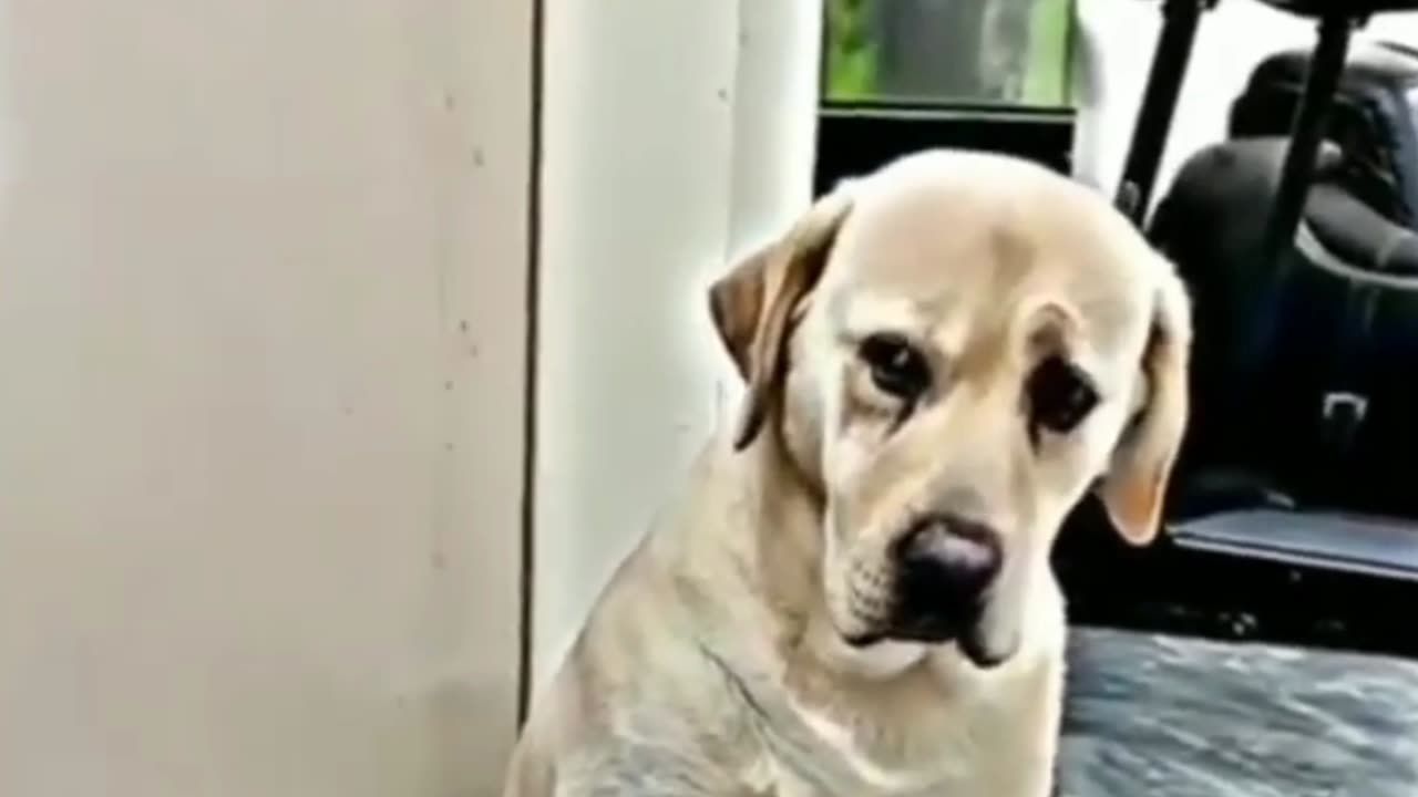 Dog Emotional Scene