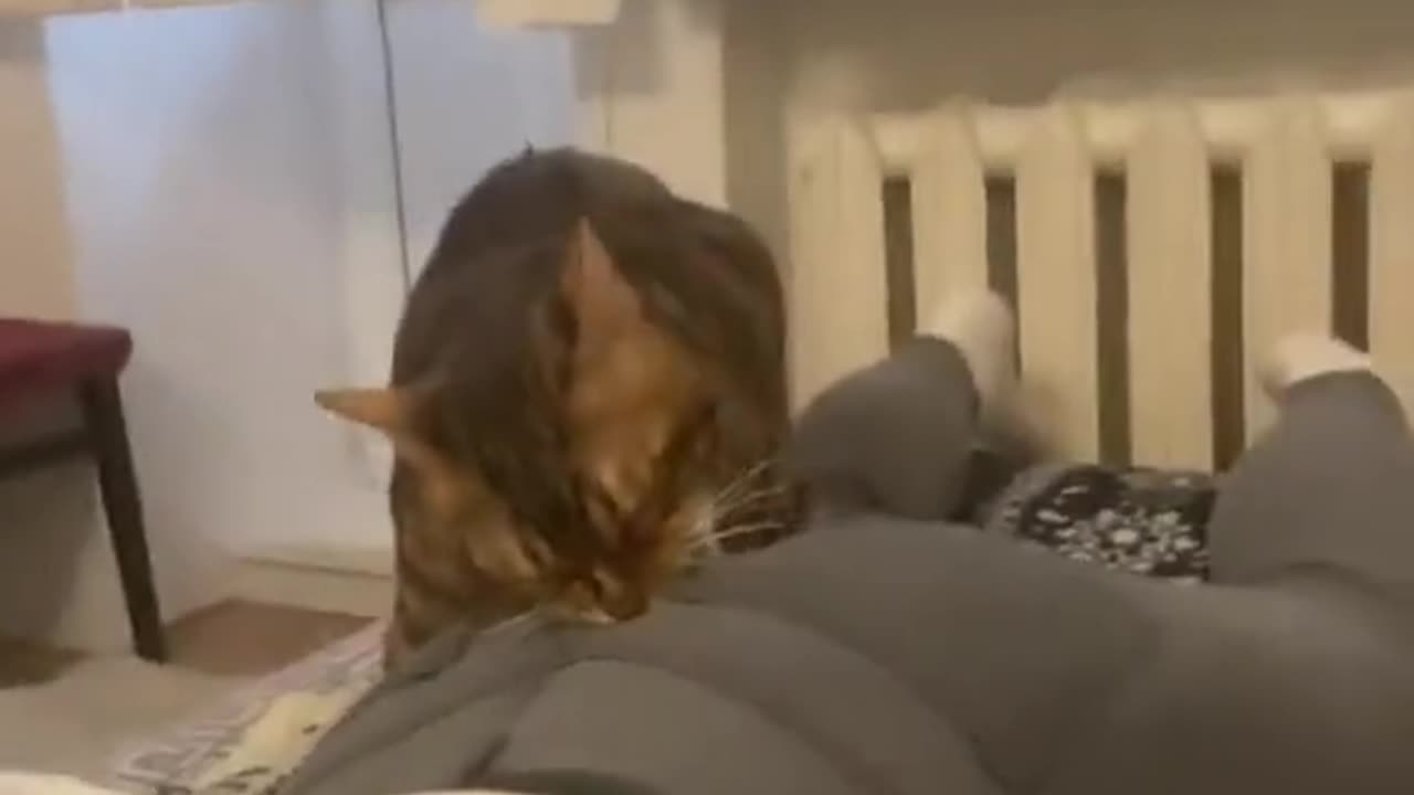 Cat Bites Chick's Butt