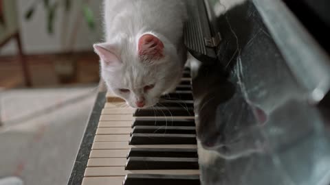 The cat walked on the piano