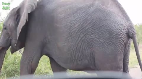 Most Funny and Cute Baby Elephant Videos Compilation