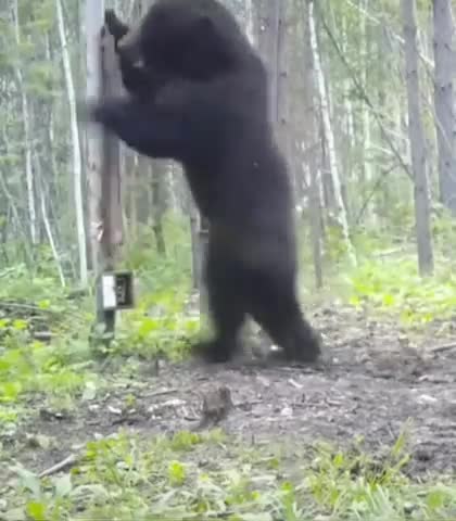 Bad hair day 🐻🐻🐻