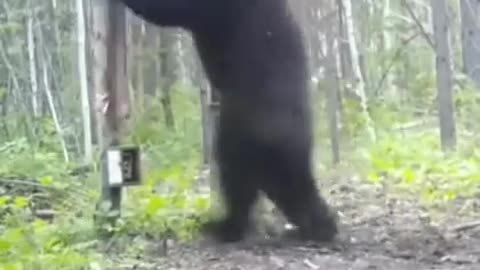 Bad hair day 🐻🐻🐻