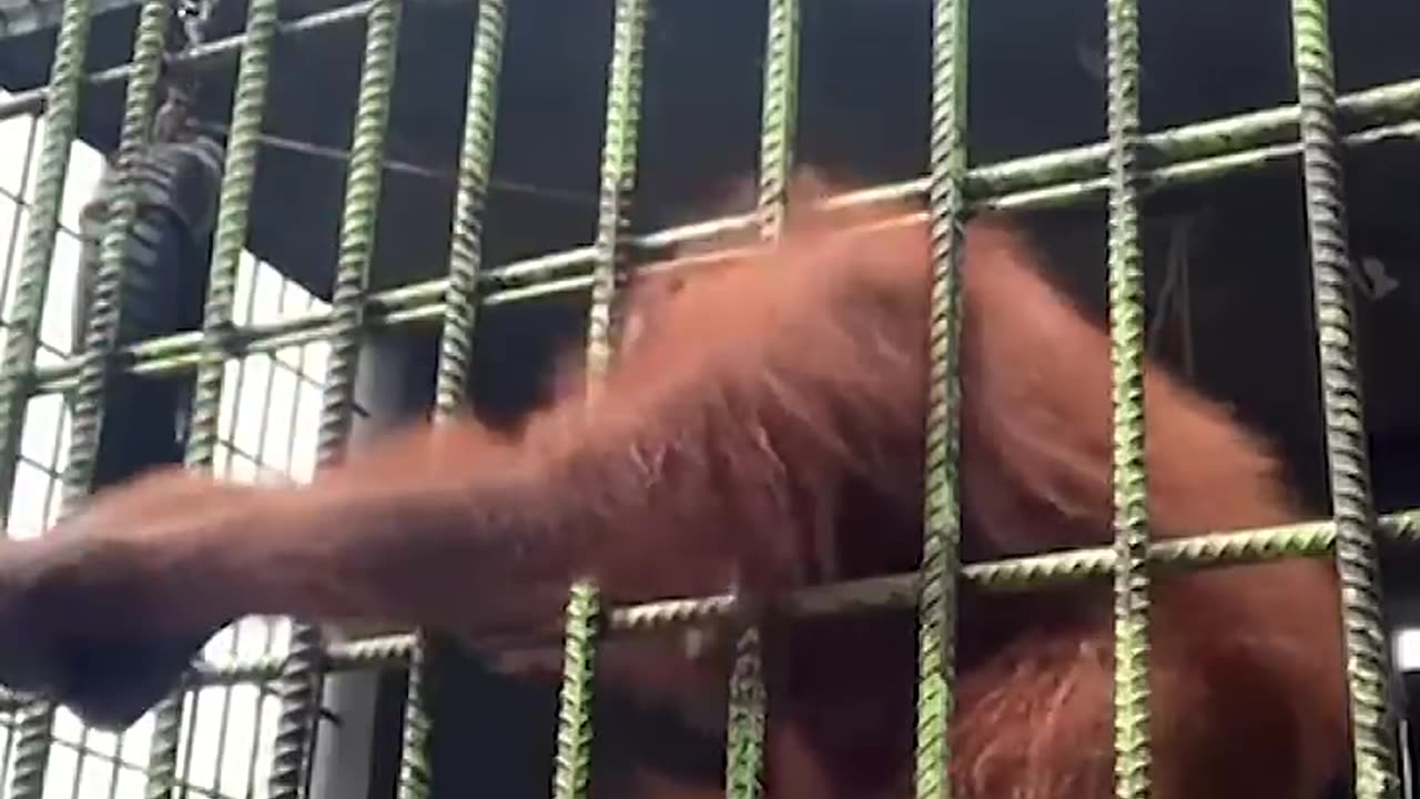 Orangutan grabs zoo visitor who jumped guardrail - USA TODAY #Shorts