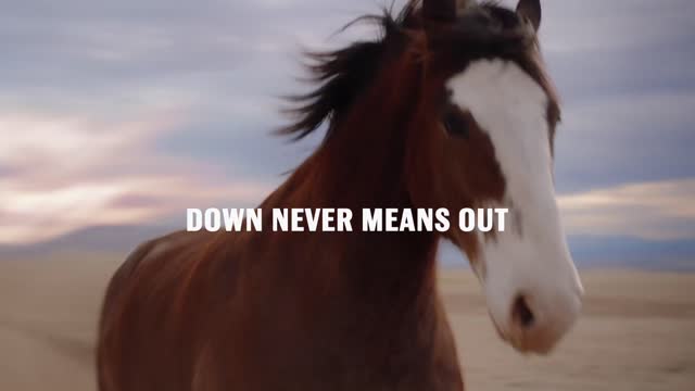 A Clydesdale's Journey | Budweiser Super Bowl 2022