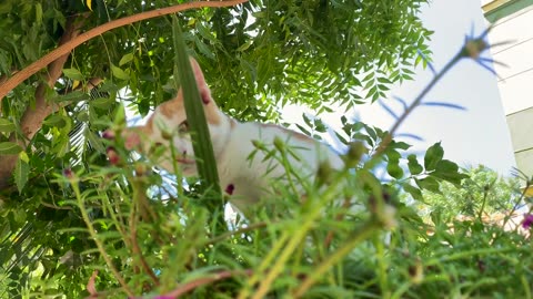 4K HDR | Cute Kitten ( Baby Cat ) Living in the Flower Pot 🌼 🌸 🐈