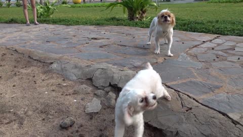 Dogs react