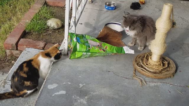 cat swiping at another cat