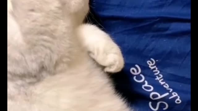 And cute little Kitty than heart!