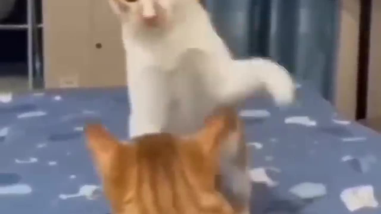 Cat fight 😂