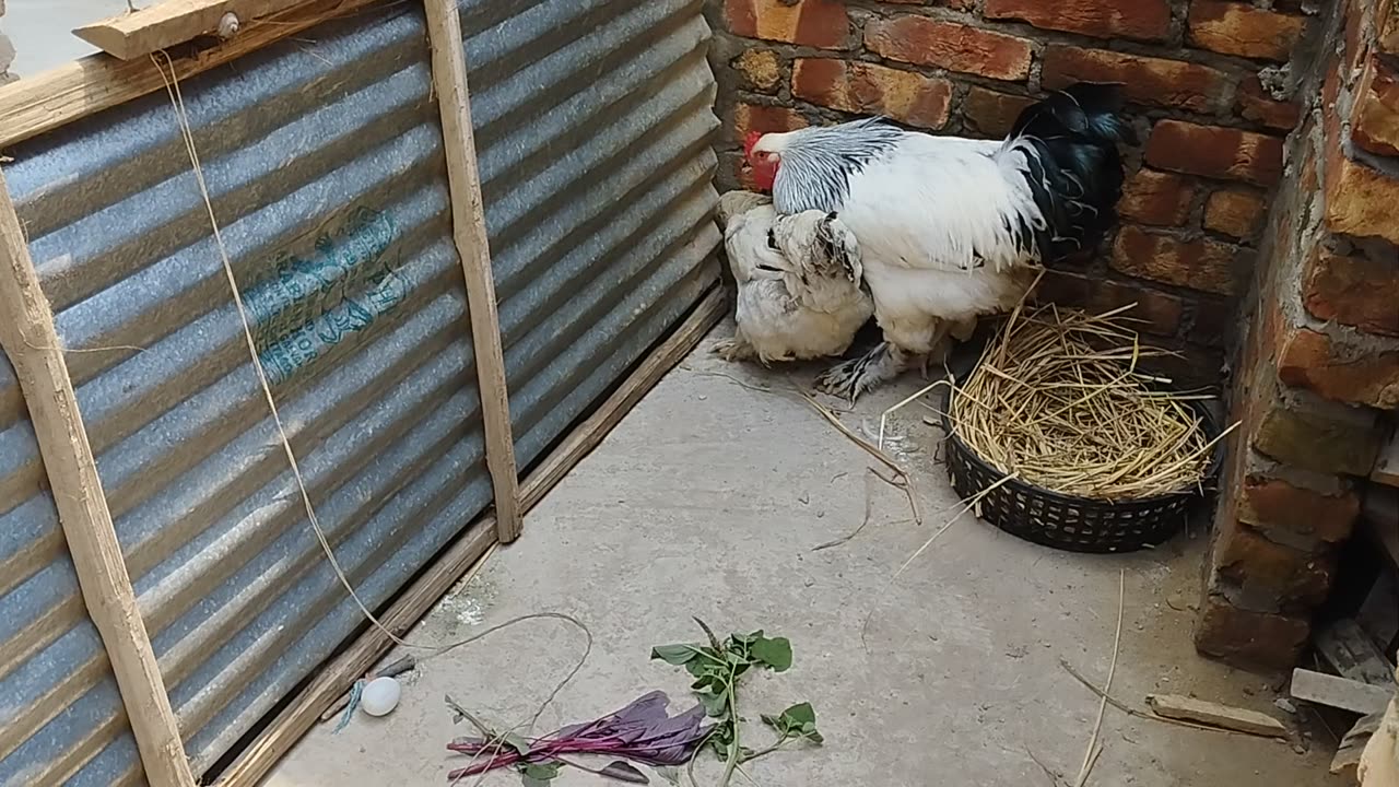 American Brahama Chicken In My Village