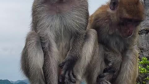 Islands that are ruled by animals