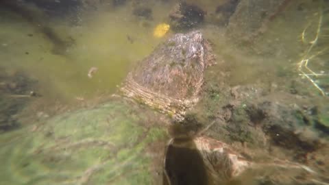 Snapping Turtle