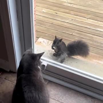 Can cats and squirrels be friends?