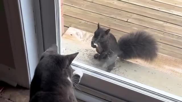 Can cats and squirrels be friends?