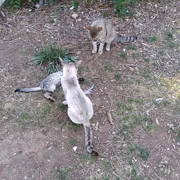 Mom,dad, and son having fun