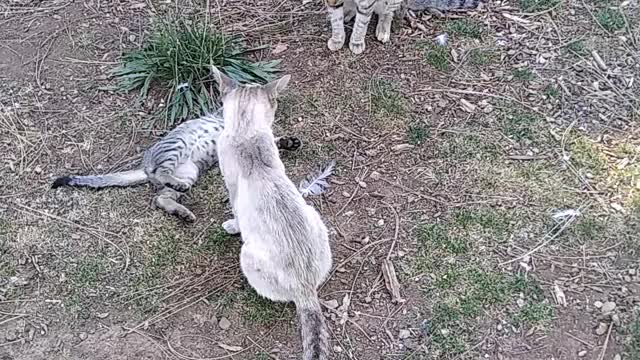 Mom,dad, and son having fun