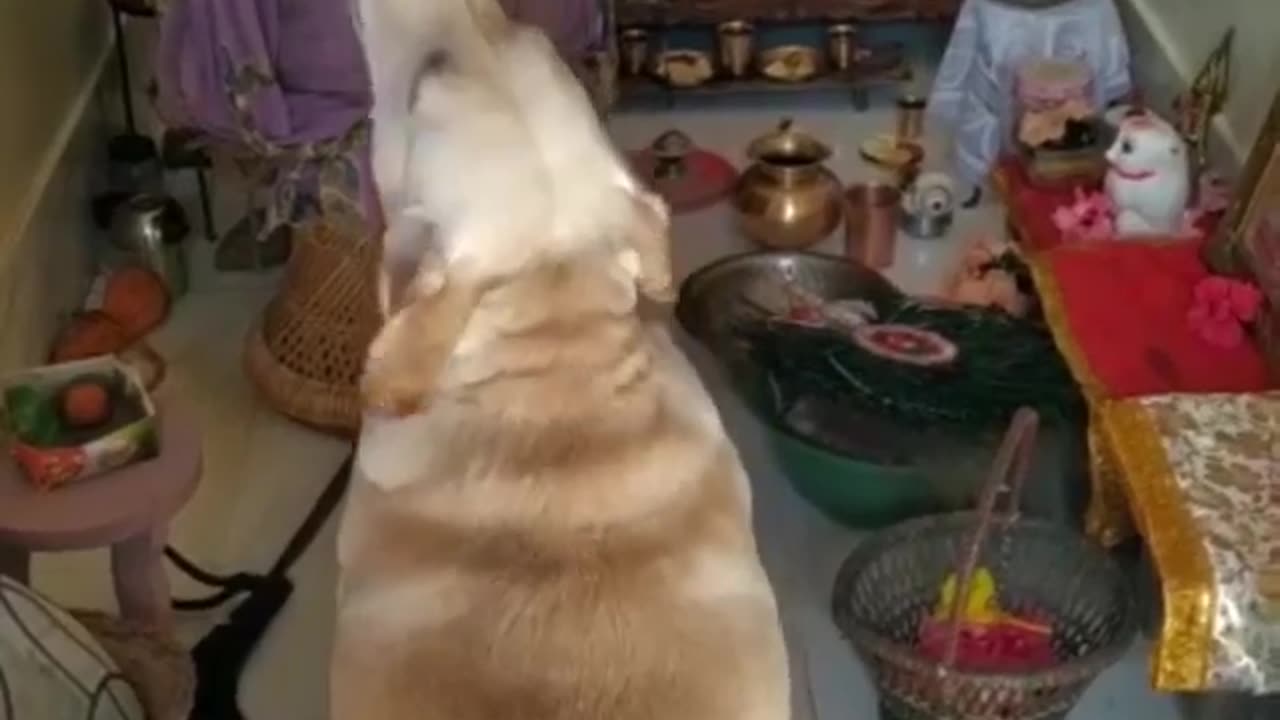 Labrador Pray during aarati in Indian House